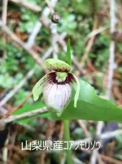 2026年最新】アツモリソウの人気アイテム - メルカリ