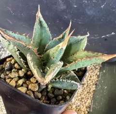 2026年最新】金蟾 アガベの人気アイテム - メルカリ