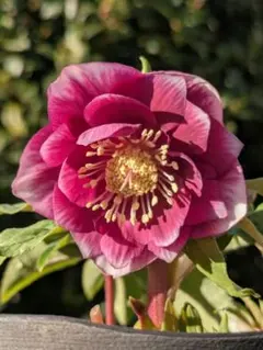 2026年最新】広瀬園芸 ソレイユの人気アイテム - メルカリ