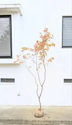 2026年最新】山採り ヤマコウバシの人気アイテム - メルカリ