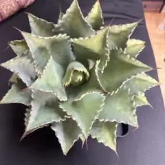 2026年最新】シャウィ ハイブリッドの人気アイテム - メルカリ