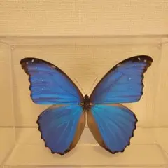 2026年最新】蝶 標本 モルフォの人気アイテム - メルカリ