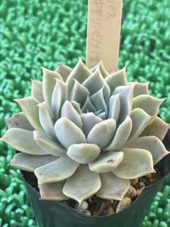 2026年最新】多肉植物 リンゼアナの人気アイテム - メルカリ