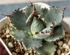 2026年最新】プリンセスクラウン アガベの人気アイテム - メルカリ