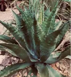 2026年最新】フェロックス ベルビルの人気アイテム - メルカリ