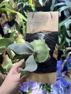 2026年最新】ポールホワイターの人気アイテム - メルカリ