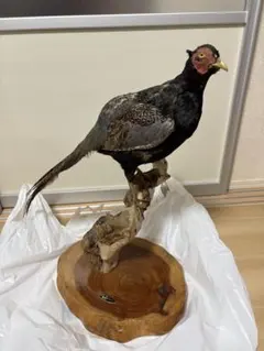 2026年最新】キジ 剥製の人気アイテム - メルカリ