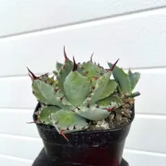 2026年最新】甲蟹 屈原の人気アイテム - メルカリ