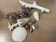 2026年最新】タカラガイの人気アイテム - メルカリ