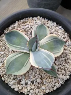 2026年最新】アガベ パリー トランカータ 斑入りの人気アイテム - メルカリ