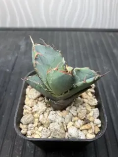 2026年最新】イラン株 アガベの人気アイテム - メルカリ