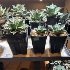 2026年最新】ホワイトファイヤー アガベの人気アイテム - メルカリ