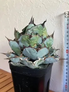 2026年最新】白豪刺の人気アイテム - メルカリ