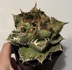 2026年最新】皇冠 アガベの人気アイテム - メルカリ