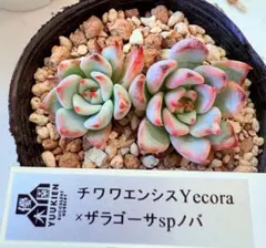 2026年最新】優木園の人気アイテム - メルカリ