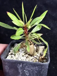 2026年最新】プルプシーの人気アイテム - メルカリ