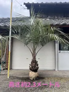 2026年最新】ココスヤシ シルバーの人気アイテム - メルカリ