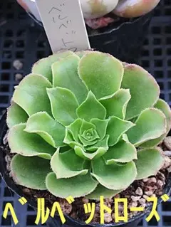 2026年最新】アエオニウム の人気アイテム - メルカリ