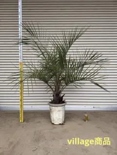 2026年最新】ココスヤシ シルバーリーフの人気アイテム - メルカリ