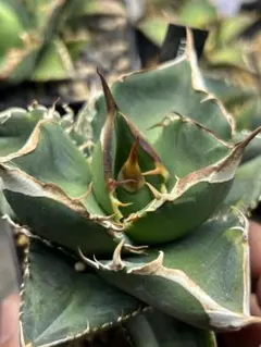 2026年最新】ホホジロザメ アガベの人気アイテム - メルカリ