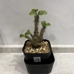 2026年最新】ウィンゾリー 実生の人気アイテム - メルカリ