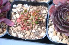 2026年最新】錦 アエオニウムの人気アイテム - メルカリ