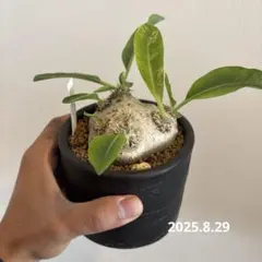 2026年最新】恵比寿笑い 現地の人気アイテム - メルカリ