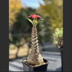 2026年最新】ウィンゾリー 実生の人気アイテム - メルカリ