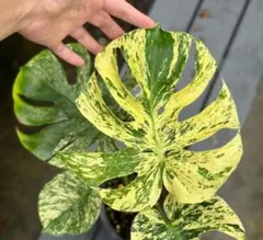 2026年最新】サイアムミント モンステラの人気アイテム - メルカリ