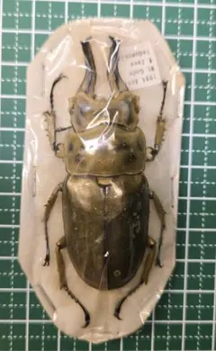 2026年最新】昆虫標本の人気アイテム - メルカリ