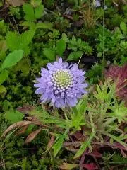 天然木 昆虫採集道具 日本みつばち誘引待ち箱のベース - メルカリ