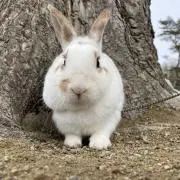 京商 HCP100S レディセット 大量予備パーツ付 - メルカリ