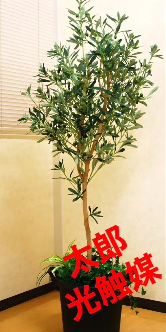 2026年最新】斑入り オリーブの人気アイテム - メルカリ