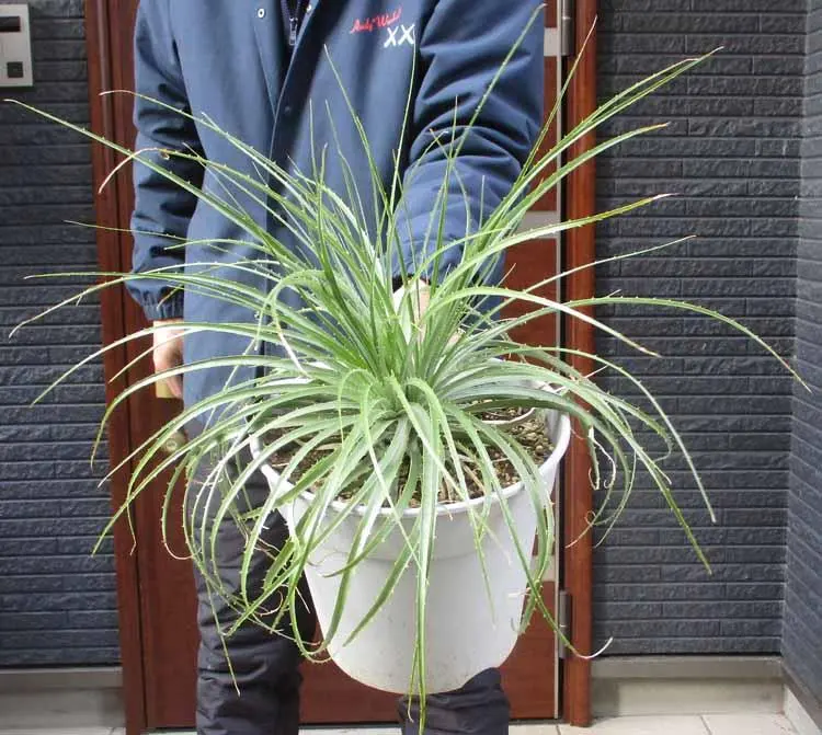 2026年最新】プヤ セルーレアの人気アイテム - メルカリ