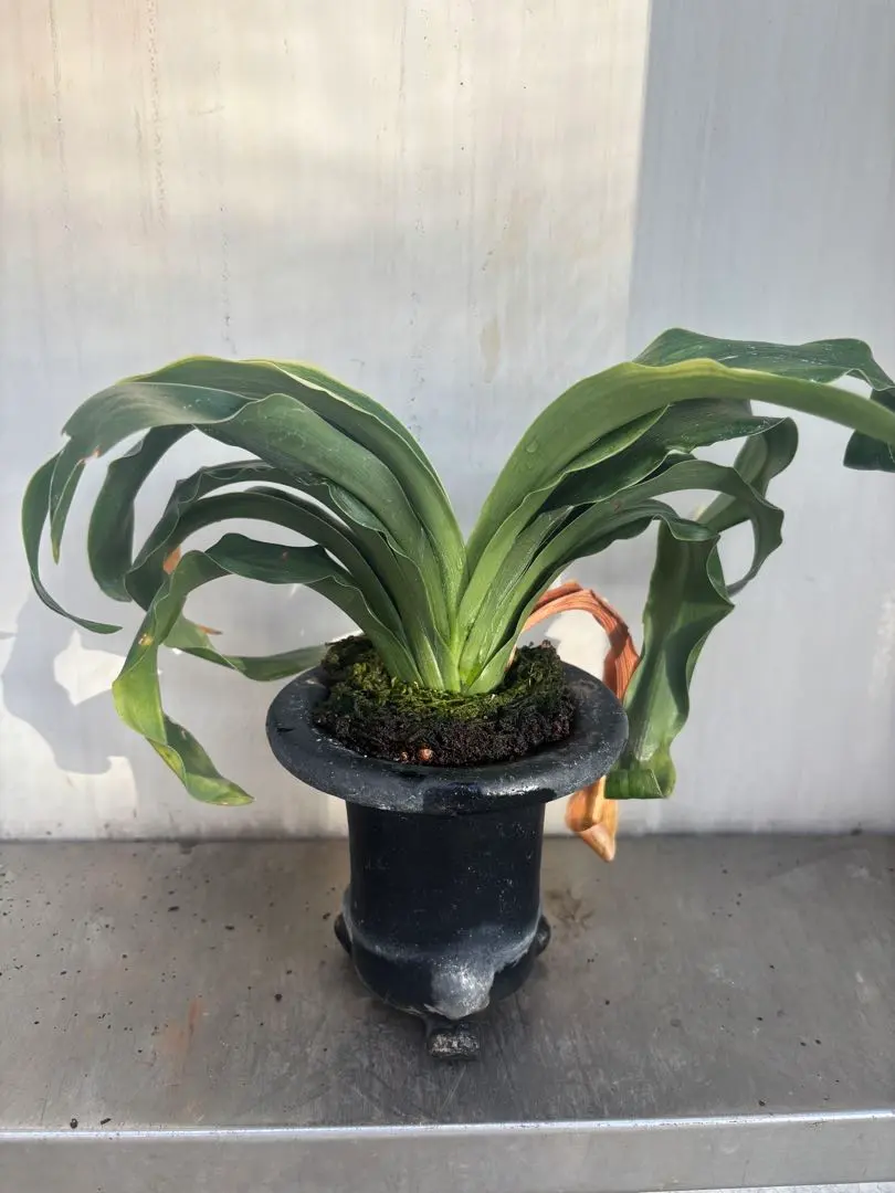 2026年最新】万年青 獅子の人気アイテム - メルカリ