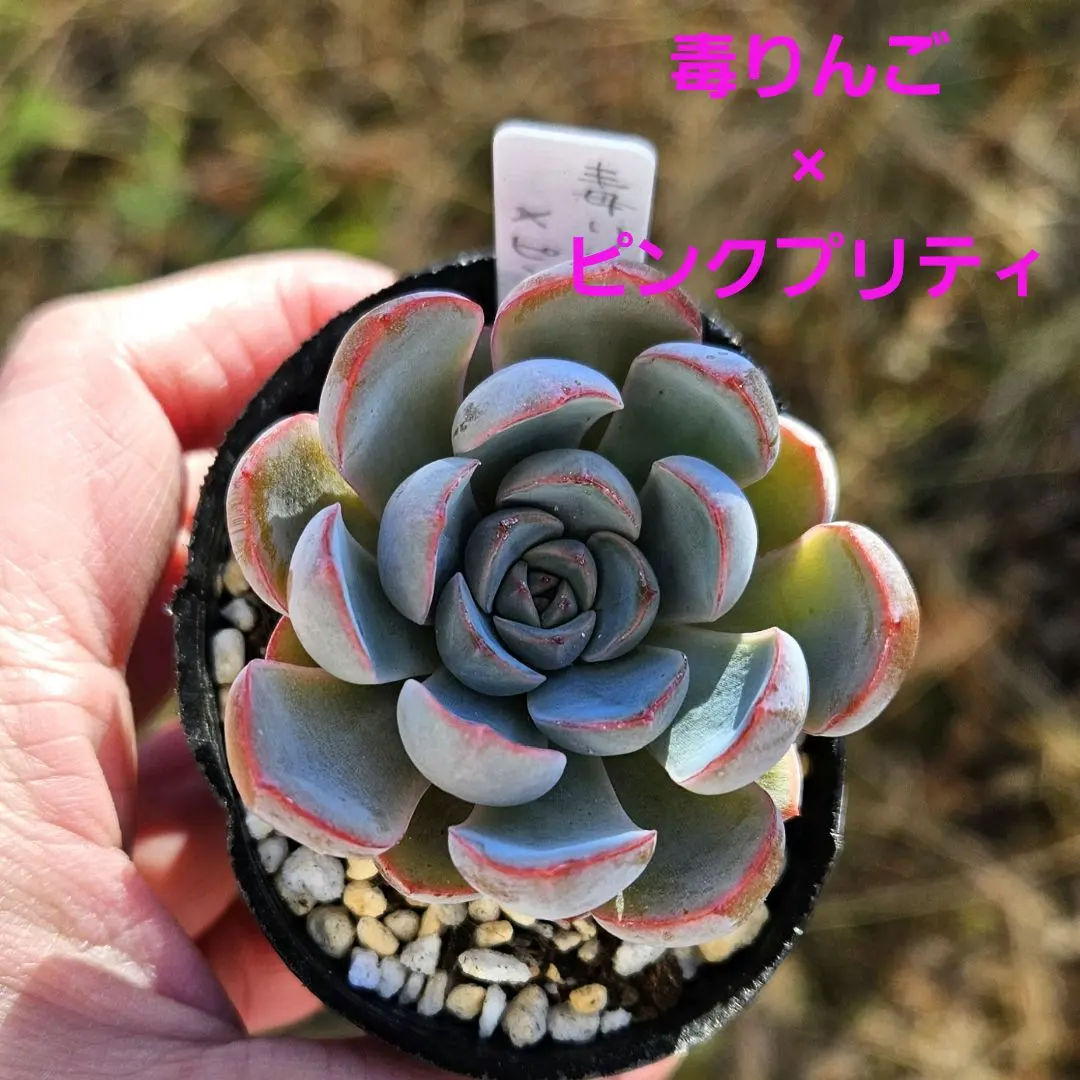 2026年最新】ロウルサンコ 毒リンゴの人気アイテム - メルカリ