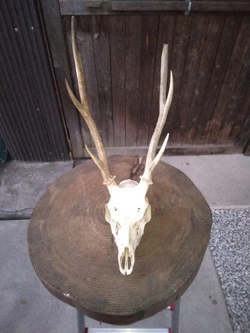 2026年最新】剥製本物 鹿の人気アイテム - メルカリ