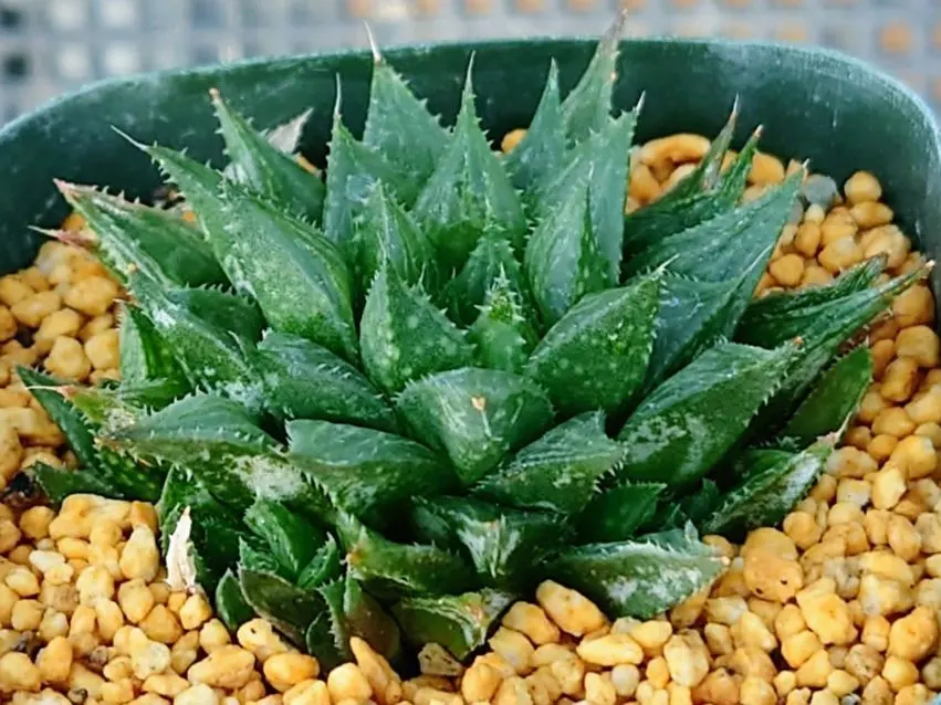 2026年最新】ハオルチア ナイルの一滴の人気アイテム - メルカリ