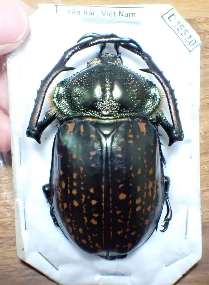 2026年最新】テナガコガネ 標本の人気アイテム - メルカリ