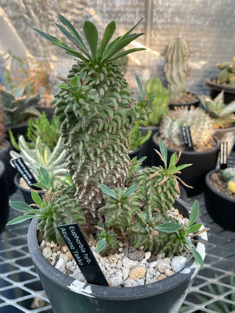 2026年最新】安曇野鉄甲の人気アイテム - メルカリ