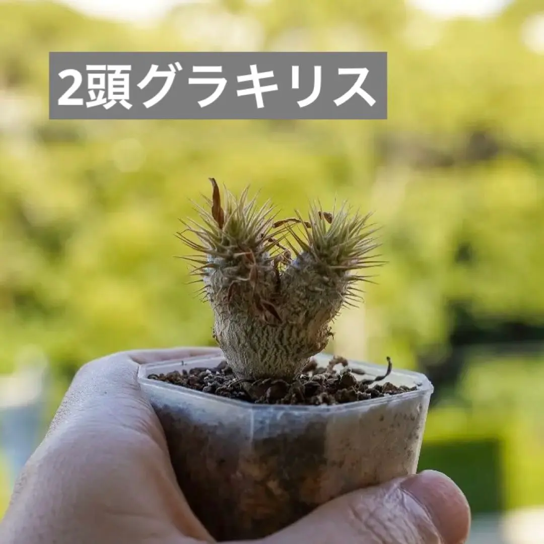 2026年最新】グラキリス 2頭の人気アイテム - メルカリ