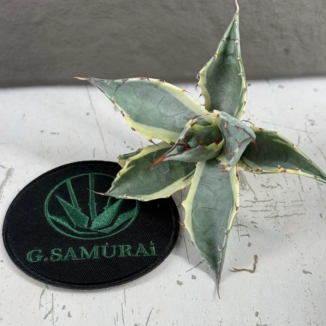 2026年最新】アガベ パラサナ インプレッショニストの人気アイテム