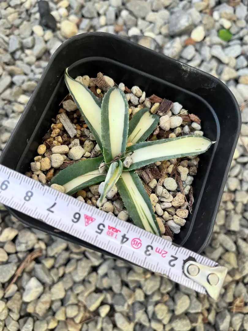 2026年最新】那智の輝きの人気アイテム - メルカリ