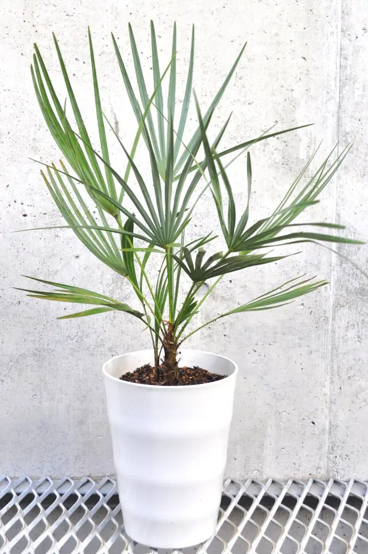 2026年最新】チャメロップスの人気アイテム - メルカリ