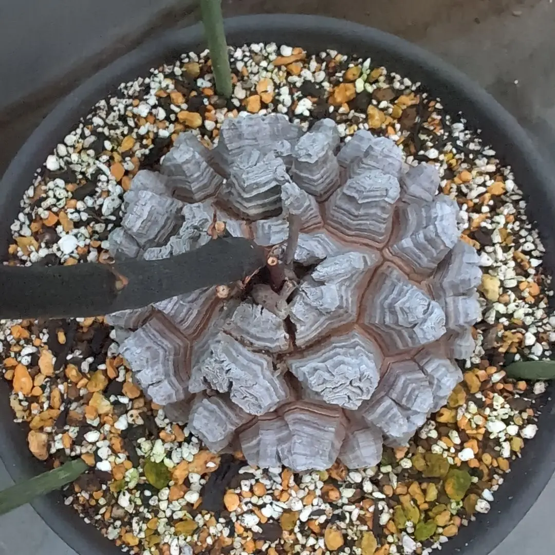 2026年最新】亀甲竜 長谷川の人気アイテム - メルカリ