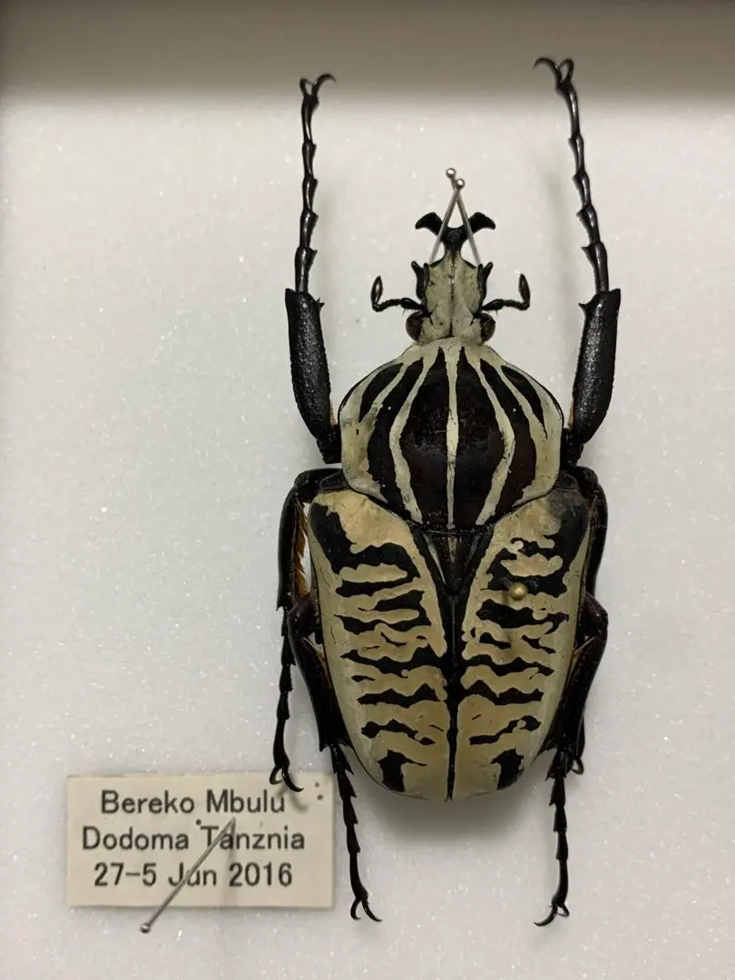 2026年最新】ゴライアス標本の人気アイテム - メルカリ