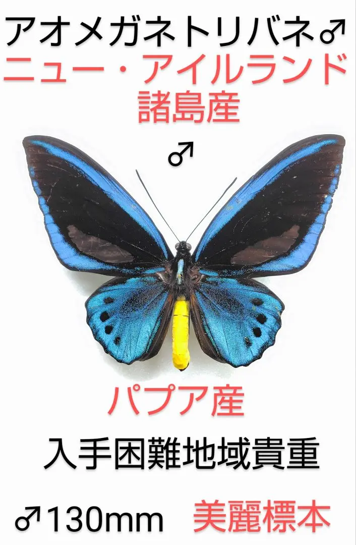 2026年最新】トリバネアゲハ 標本の人気アイテム - メルカリ