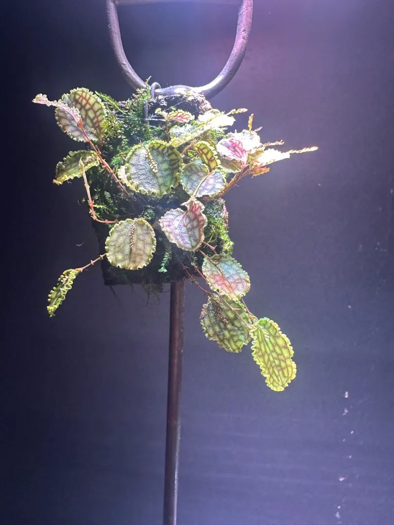 2026年最新】lepanthesの人気アイテム - メルカリ