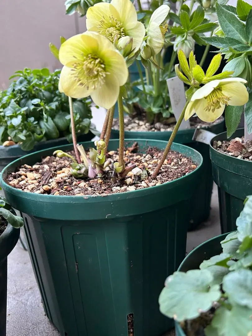 2026年最新】大和園 クリスマスローズの人気アイテム - メルカリ