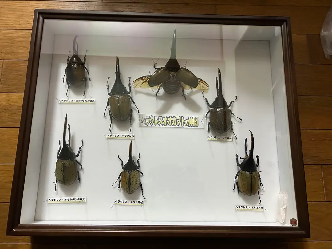 2026年最新】リッキー 標本の人気アイテム - メルカリ